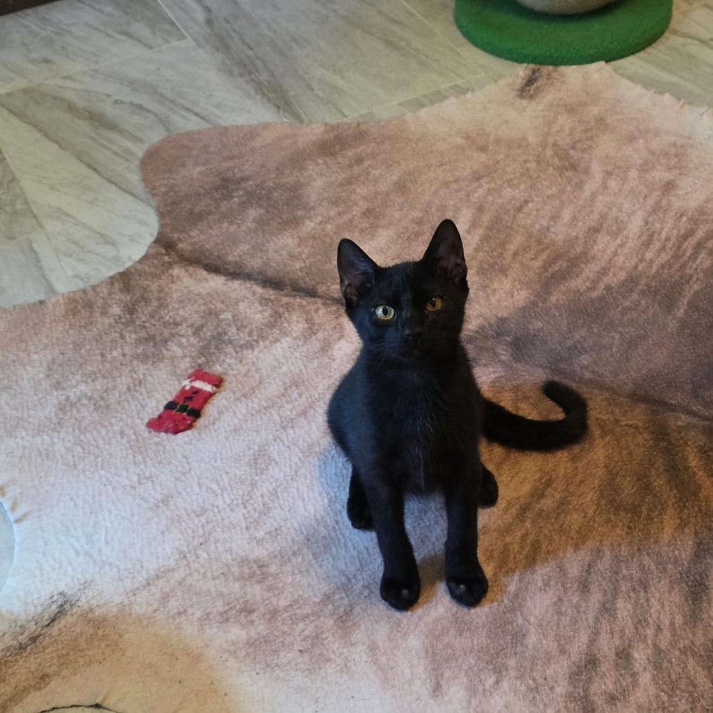 Enlarge Ripp, a Adoptable Domestic Short Hair in Houston, TX image 3/4