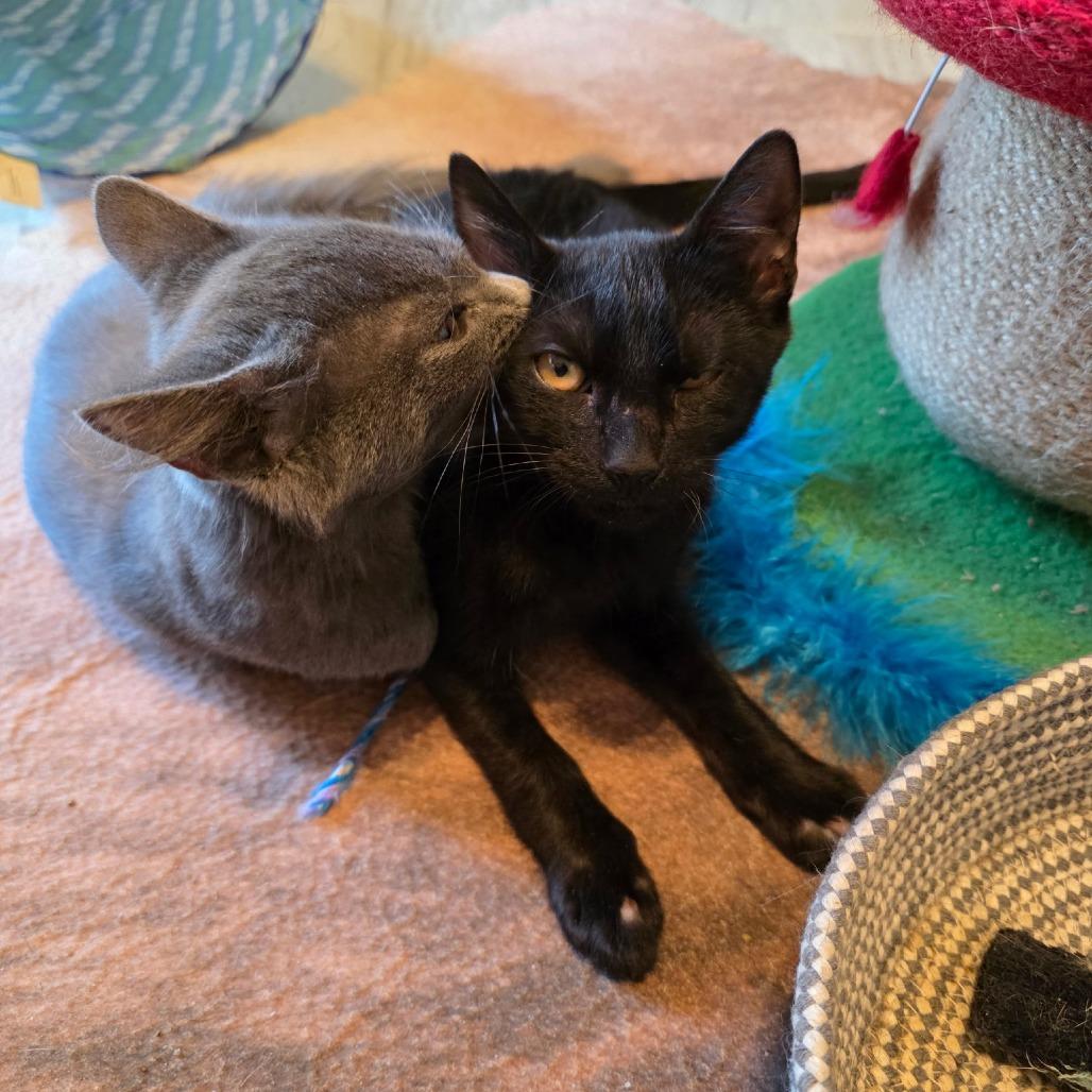 Enlarge Ripp, a Adoptable Domestic Short Hair in Houston, TX image 4/4