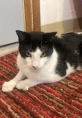 Enlarge Calypso, a ADOPTABLE Tuxedo in Lead, SD image 1/6