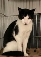 Calypso, a ADOPTABLE Tuxedo in Lead, SD image 1/5