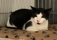 Calypso, a ADOPTABLE Tuxedo in Lead, SD image 2/5