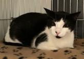 Calypso, a ADOPTABLE Tuxedo in Lead, SD image 3/5