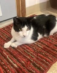 Enlarge Calypso, a ADOPTABLE Tuxedo in Lead, SD image 6/6