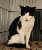 Calypso, a ADOPTABLE Tuxedo in Lead, SD image 4/5