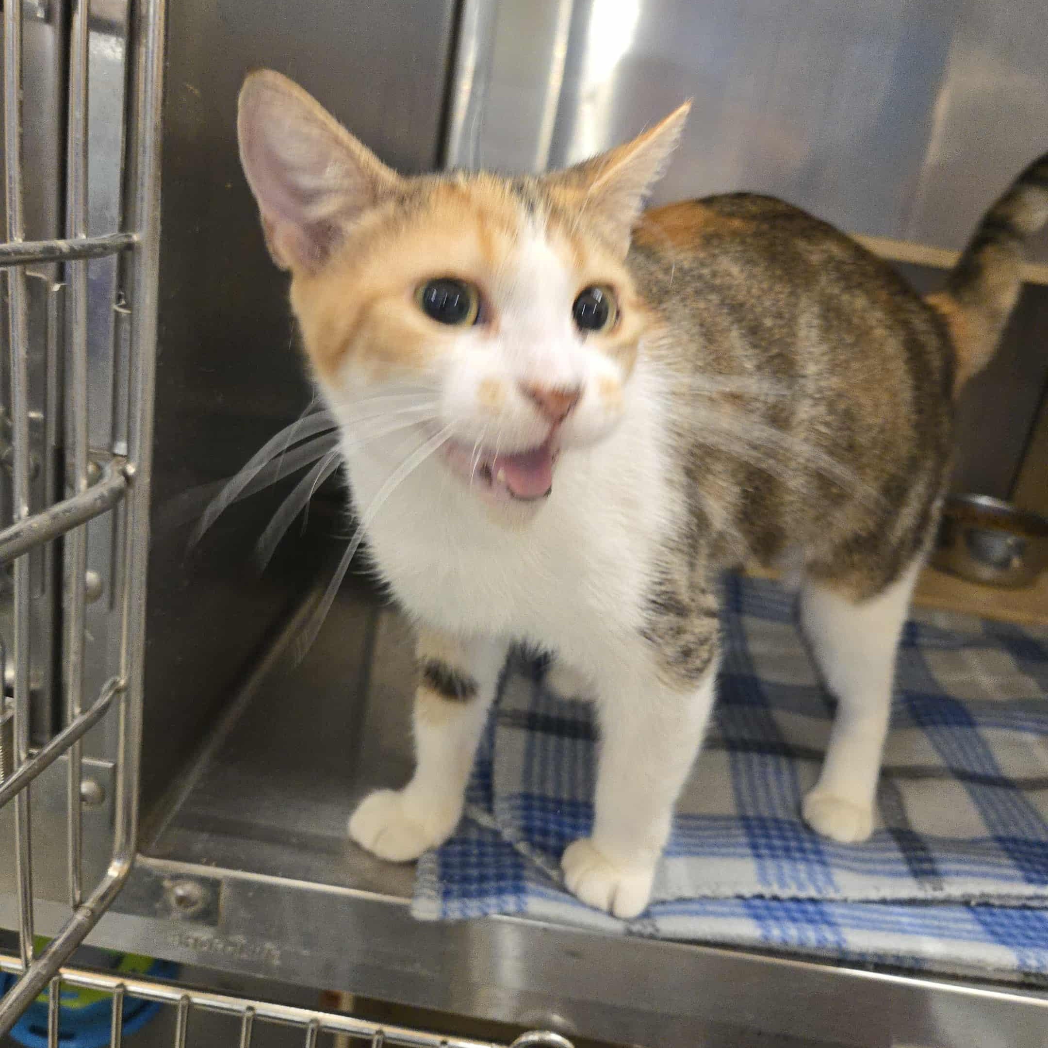 Calypso, a Adoptable Domestic Short Hair in Concord, CA image 2/5