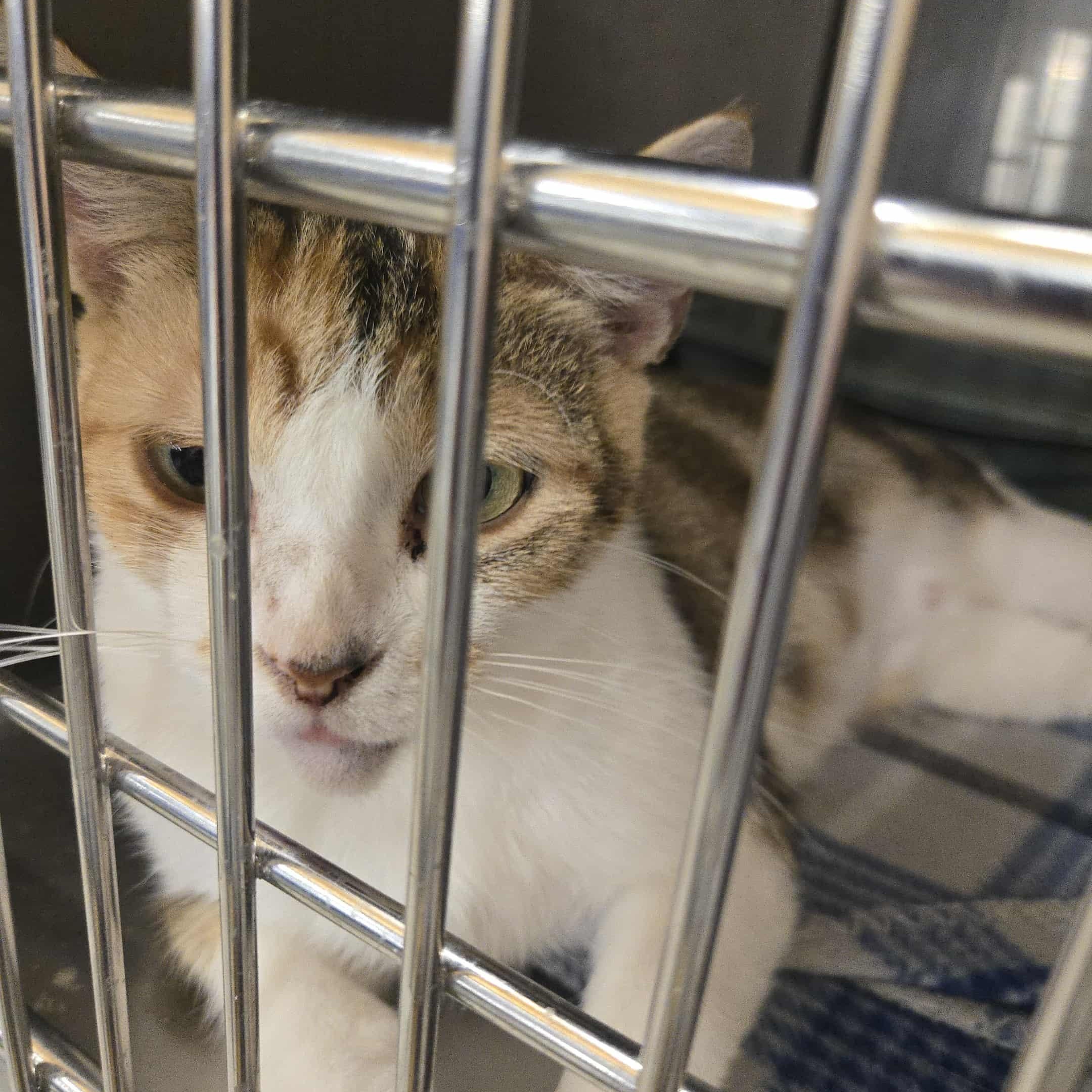 Calypso, a Adoptable Domestic Short Hair in Concord, CA image 3/5