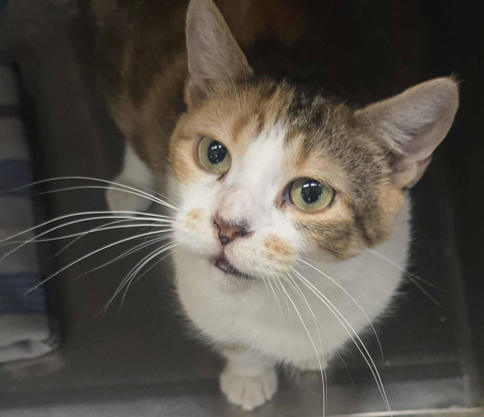 Calypso, Adoptable, Adult Female Domestic Short Hair.