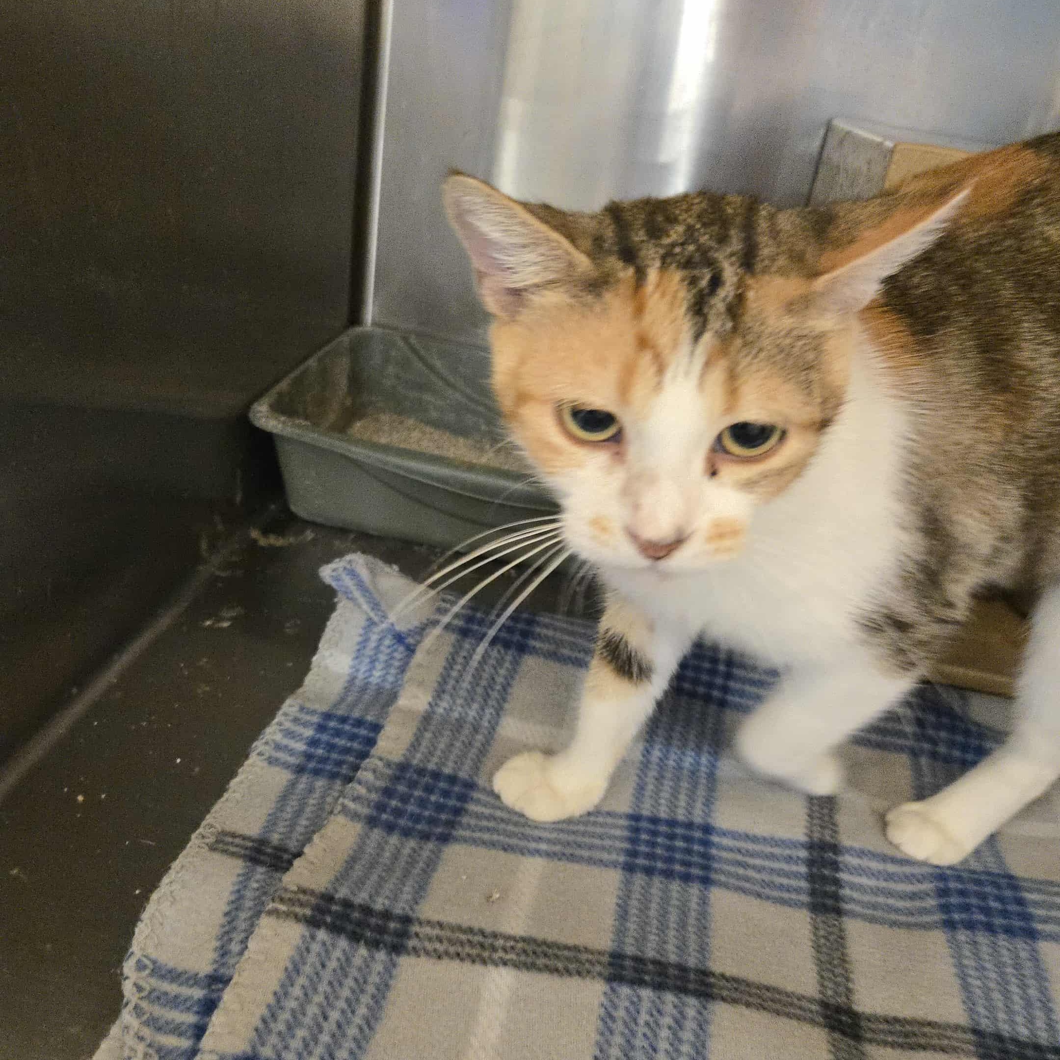 Calypso, a Adoptable Domestic Short Hair in Concord, CA image 4/5