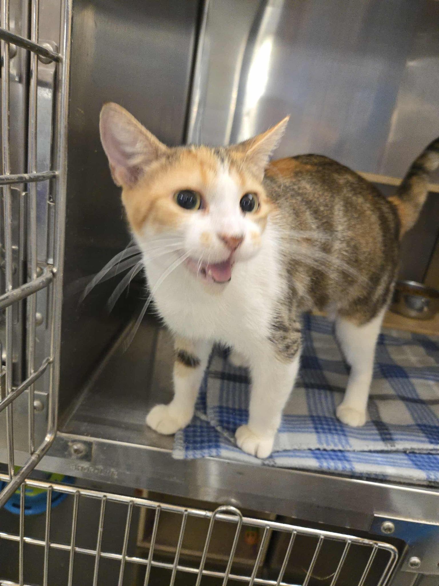 Calypso, a Adoptable Domestic Short Hair in Concord, CA image 5/5