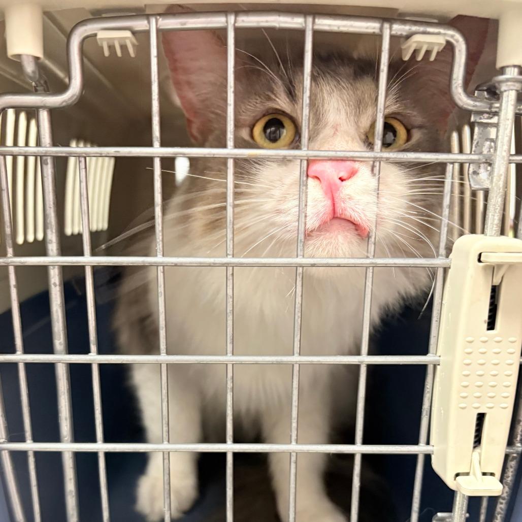 Playful Polly, Adoptable, Adult Male Domestic Medium Hair.