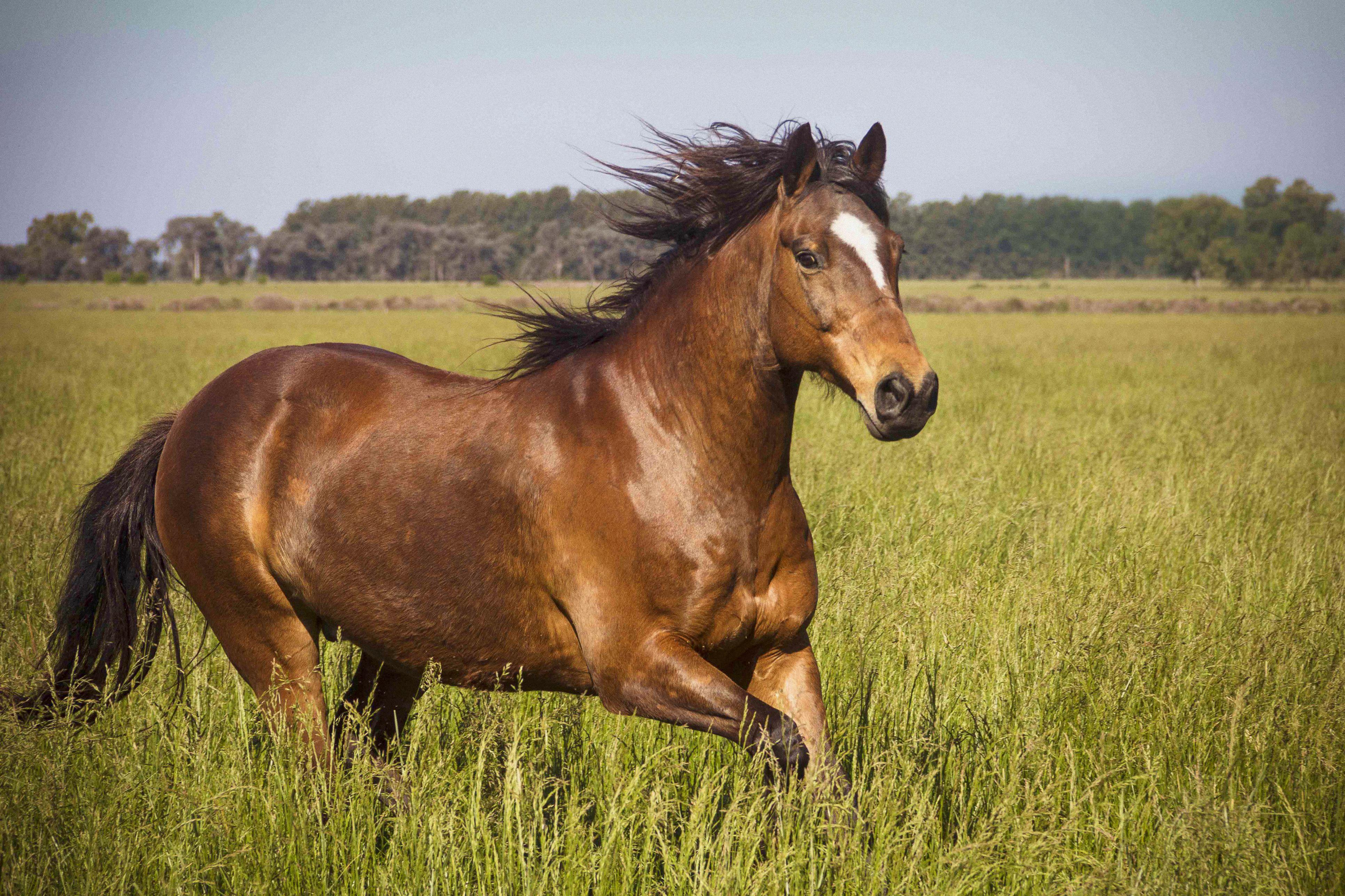 Bigman- duplicate- NOT FOR ADOPTION- PROD TEST, Adoptable, Senior Male Miniature Horse.