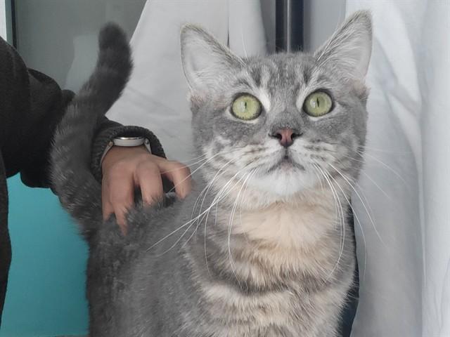 LIMA BEAN, Adoptable, Young Female Domestic Short Hair.