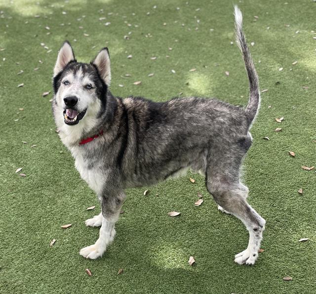 HERSHEL, Adoptable, Senior Male Siberian Husky.
