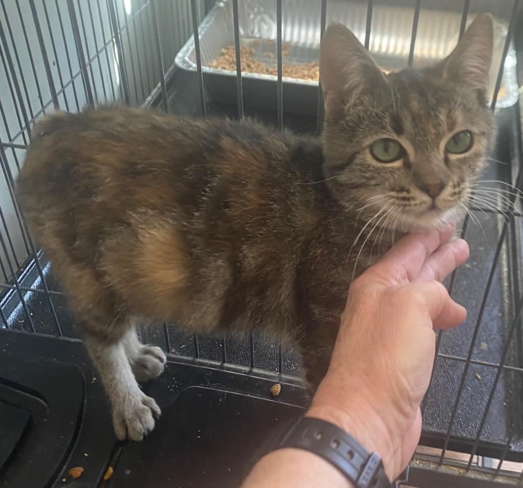 Sooty aka Buttercup, ADOPTABLE, Kitten • Female, Domestic Short Hair & American Bobtail.