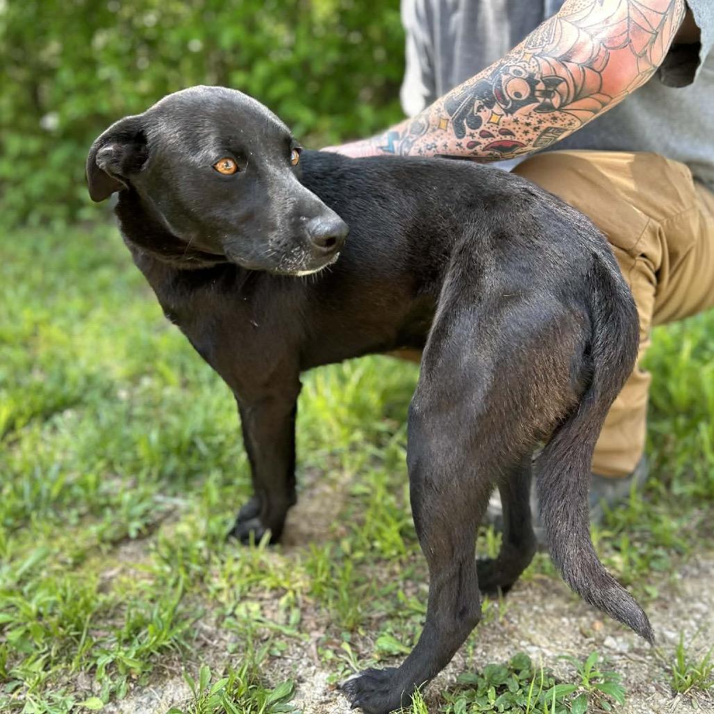 Ark, Adoptable, Adult Female Black Labrador Retriever & Mixed Breed.