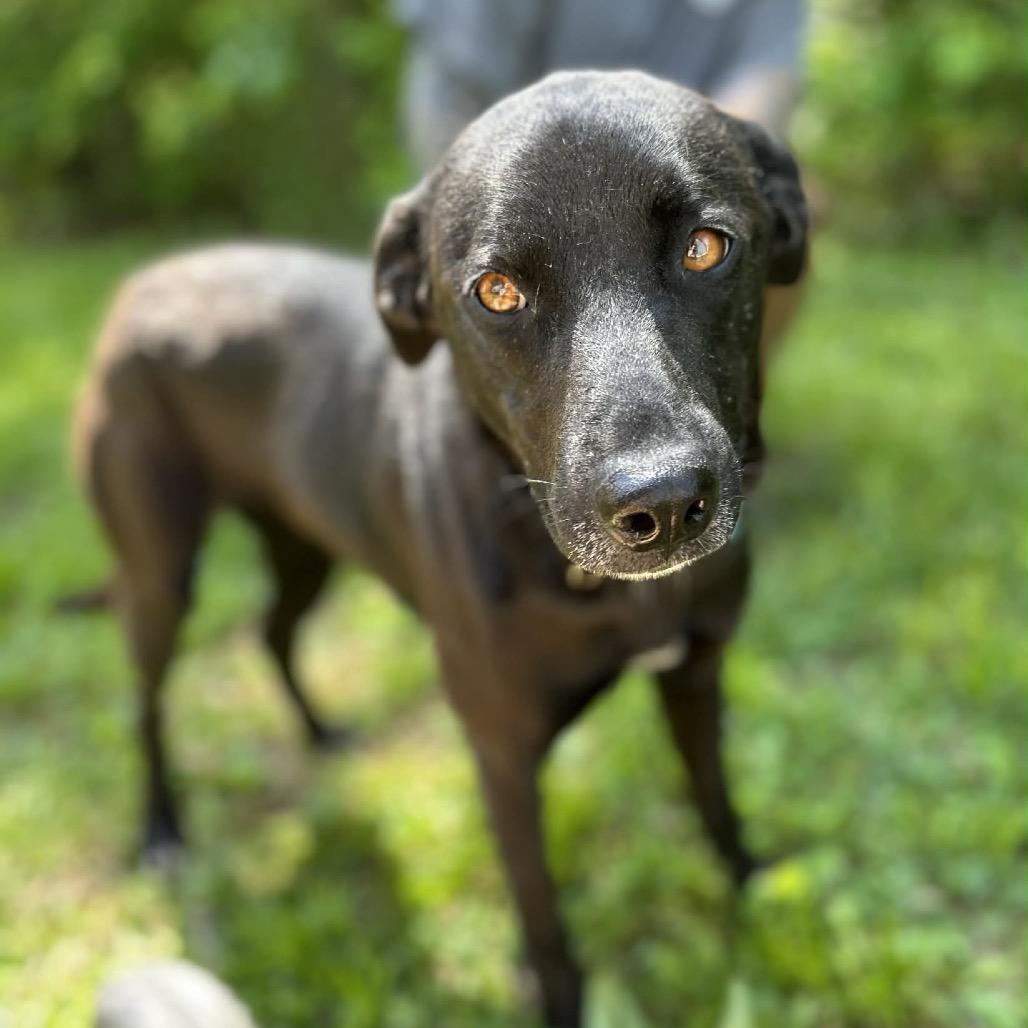 Enlarge Ark, a Adoptable mixed breed in Clarksville, TN image 2/6
