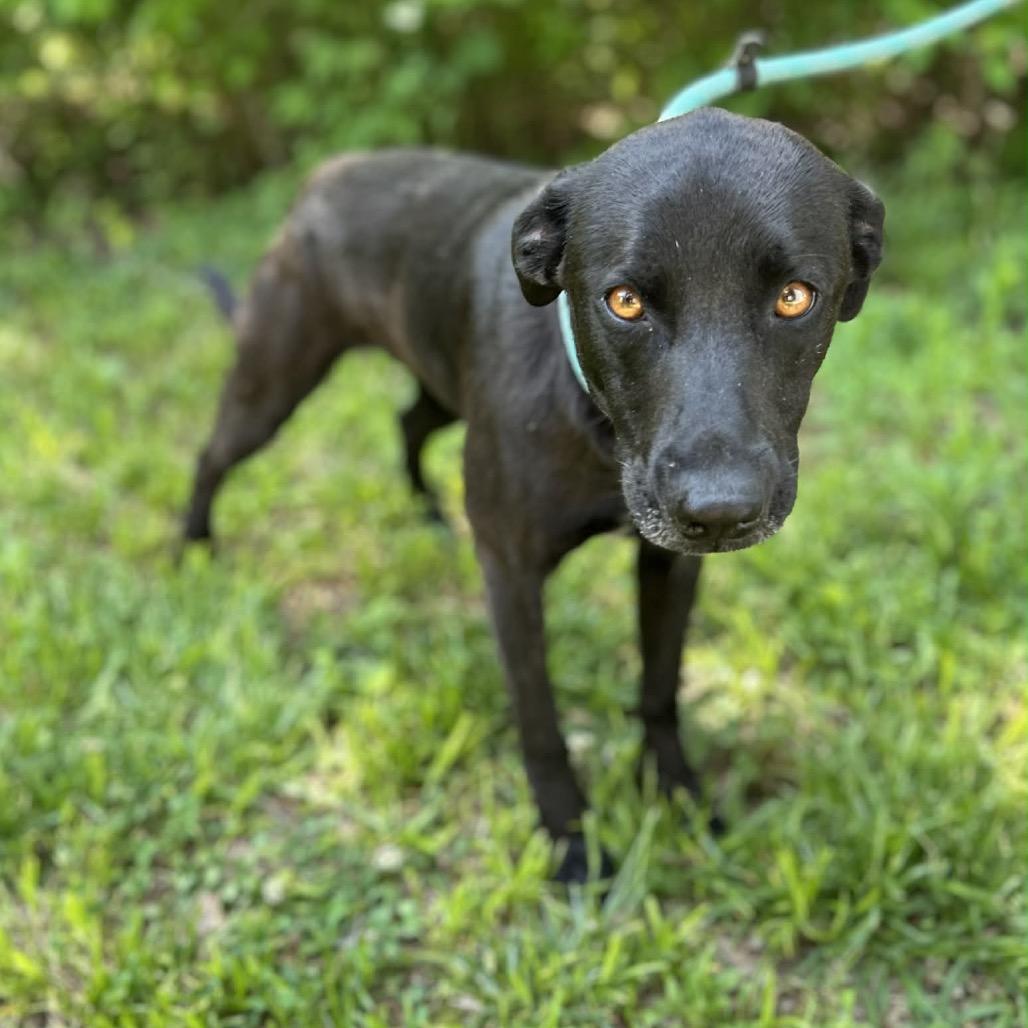 Enlarge Ark, a Adoptable mixed breed in Clarksville, TN image 3/6