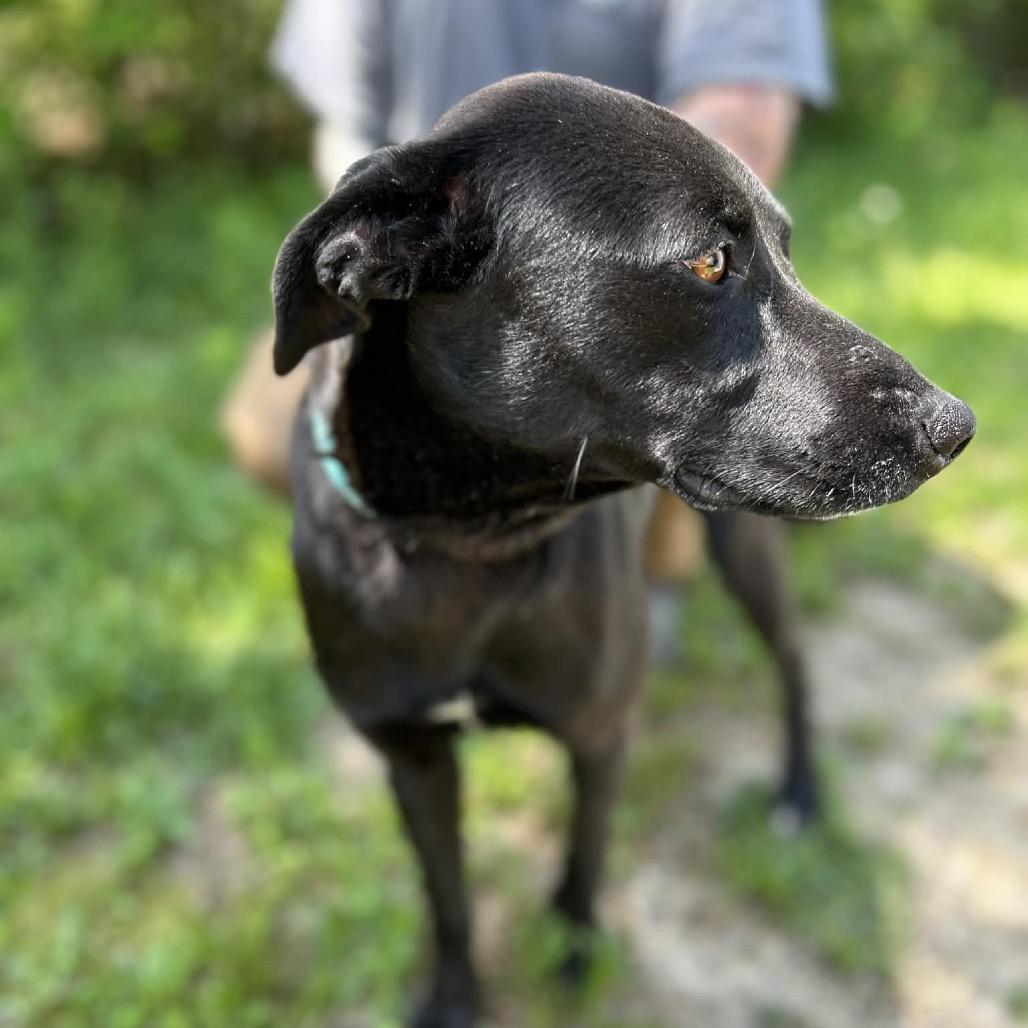Enlarge Ark, a Adoptable mixed breed in Clarksville, TN image 4/6