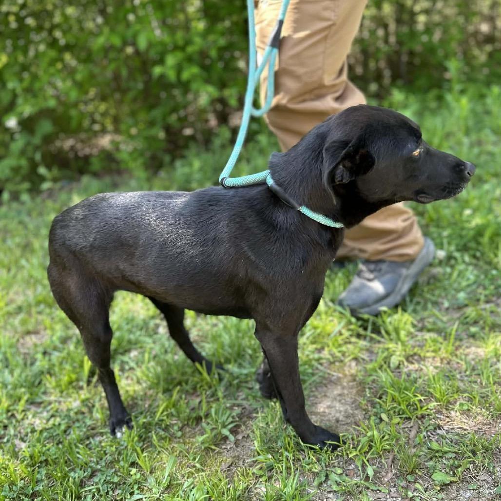 Enlarge Ark, a Adoptable mixed breed in Clarksville, TN image 5/6