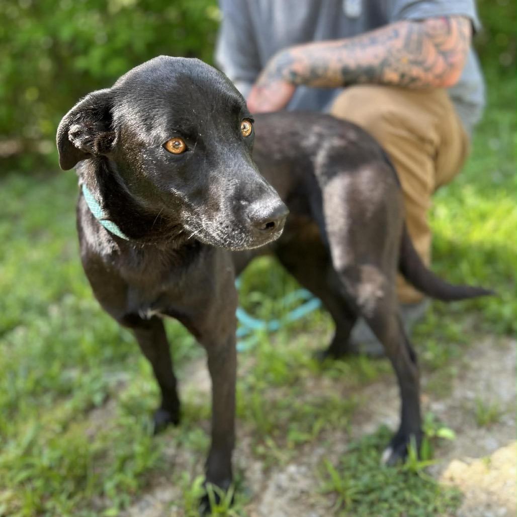 Enlarge Ark, a Adoptable mixed breed in Clarksville, TN image 6/6