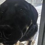 NidoKing, a ADOPTABLE mixed breed in Edgewood, NM image 2/2