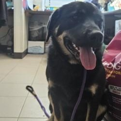 Enlarge NidoKing, a ADOPTABLE mixed breed in Edgewood, NM image 3/4