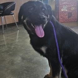 Enlarge NidoKing, a ADOPTABLE mixed breed in Edgewood, NM image 4/4