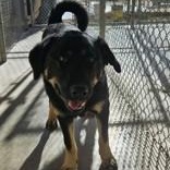 NidoKing, a ADOPTABLE mixed breed in Edgewood, NM image 1/2