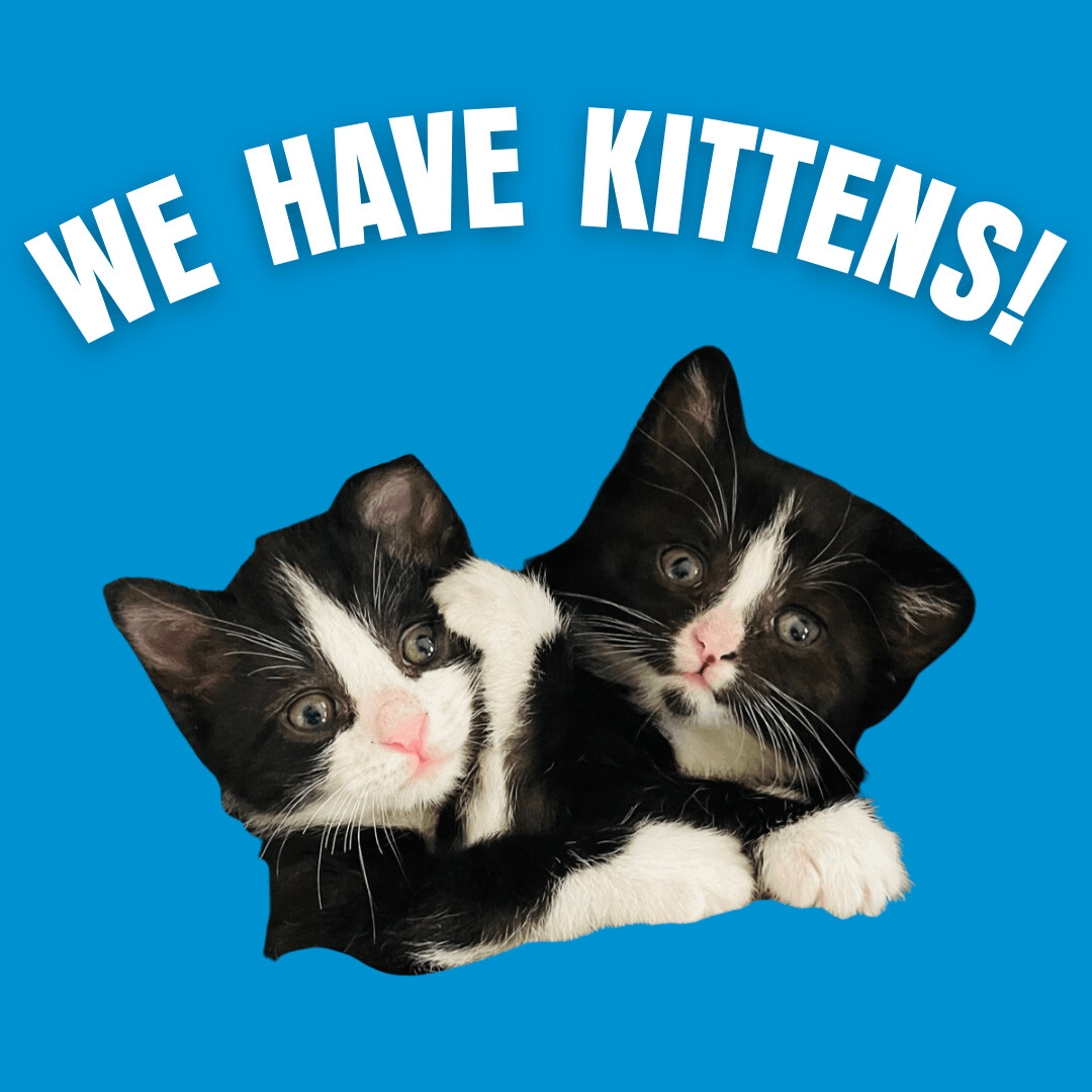 Enlarge We Have Kittens!, a Adoptable Domestic Short Hair in Briarcliff Manor, NY image 2/4