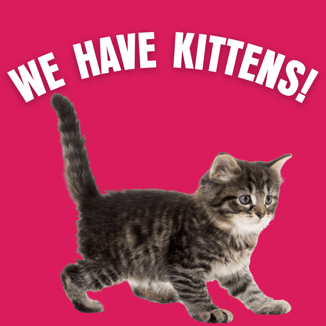 Enlarge We Have Kittens!, a Adoptable Domestic Short Hair in Briarcliff Manor, NY image 3/4