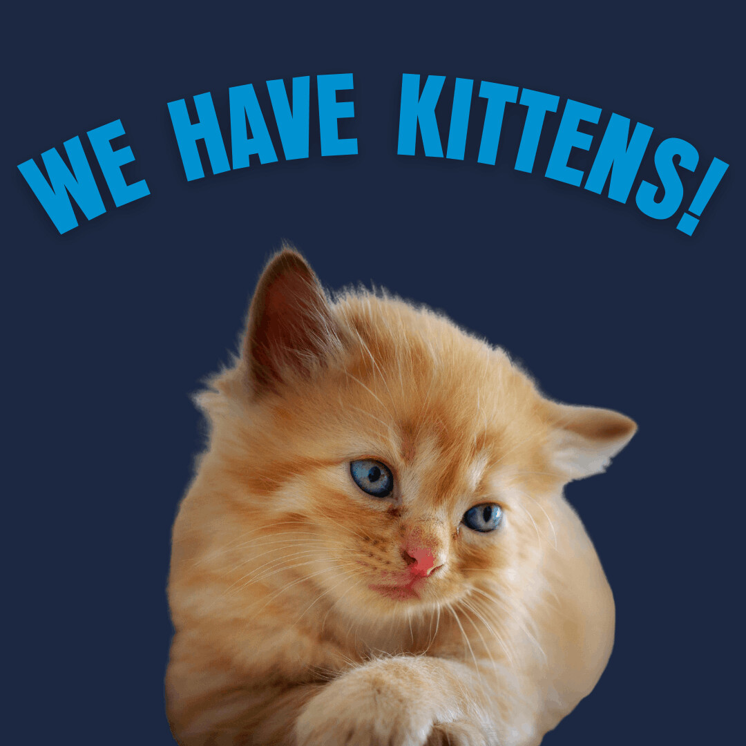 Enlarge We Have Kittens!, a Adoptable Domestic Short Hair in Briarcliff Manor, NY image 4/4