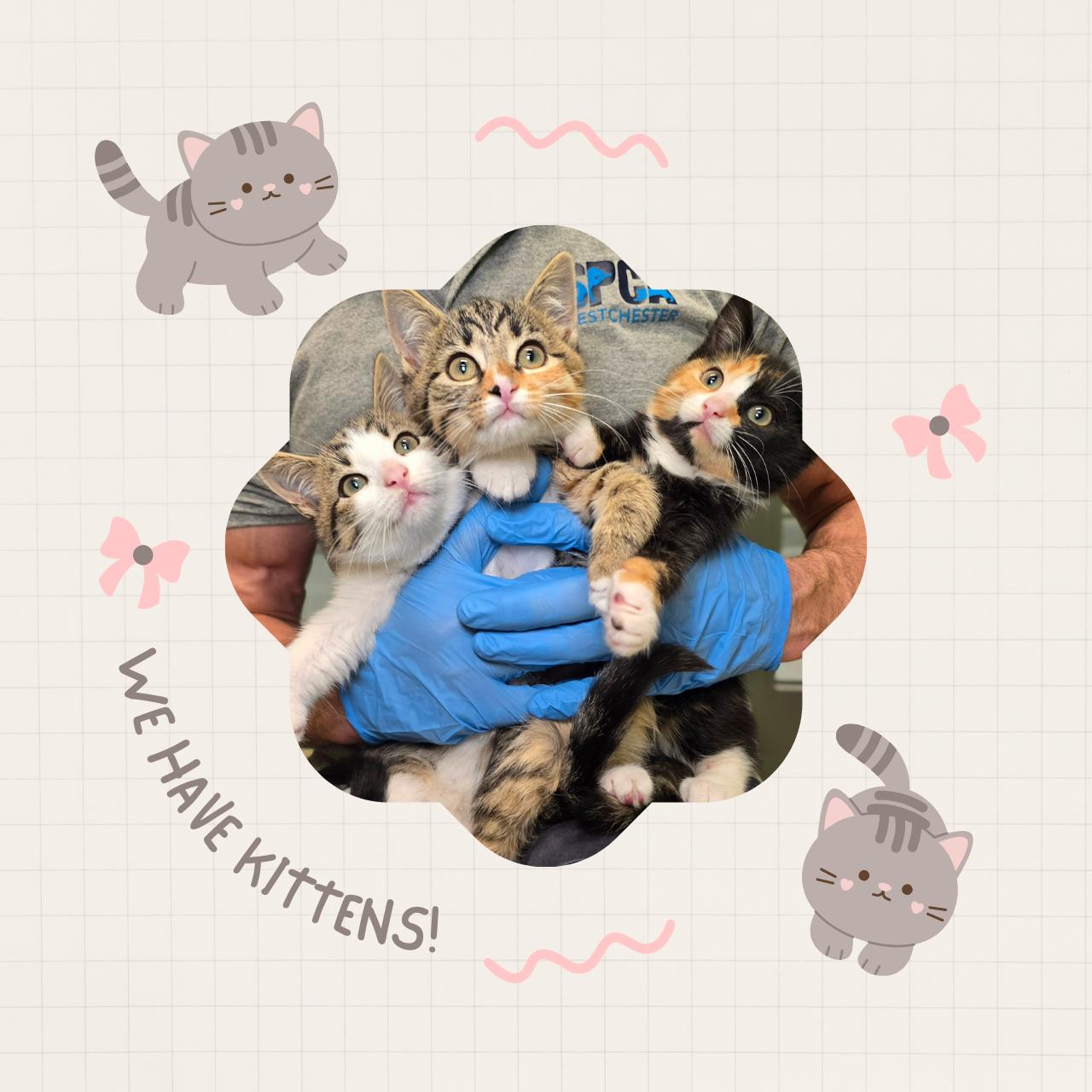 Enlarge We Have Kittens!, a Adoptable Domestic Short Hair in Briarcliff Manor, NY image 1/4