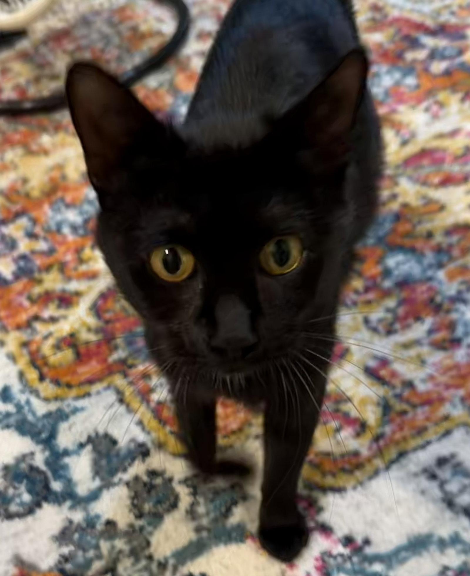 Roxie Hart, a Adoptable Domestic Short Hair in Trenton, NJ image 1/3