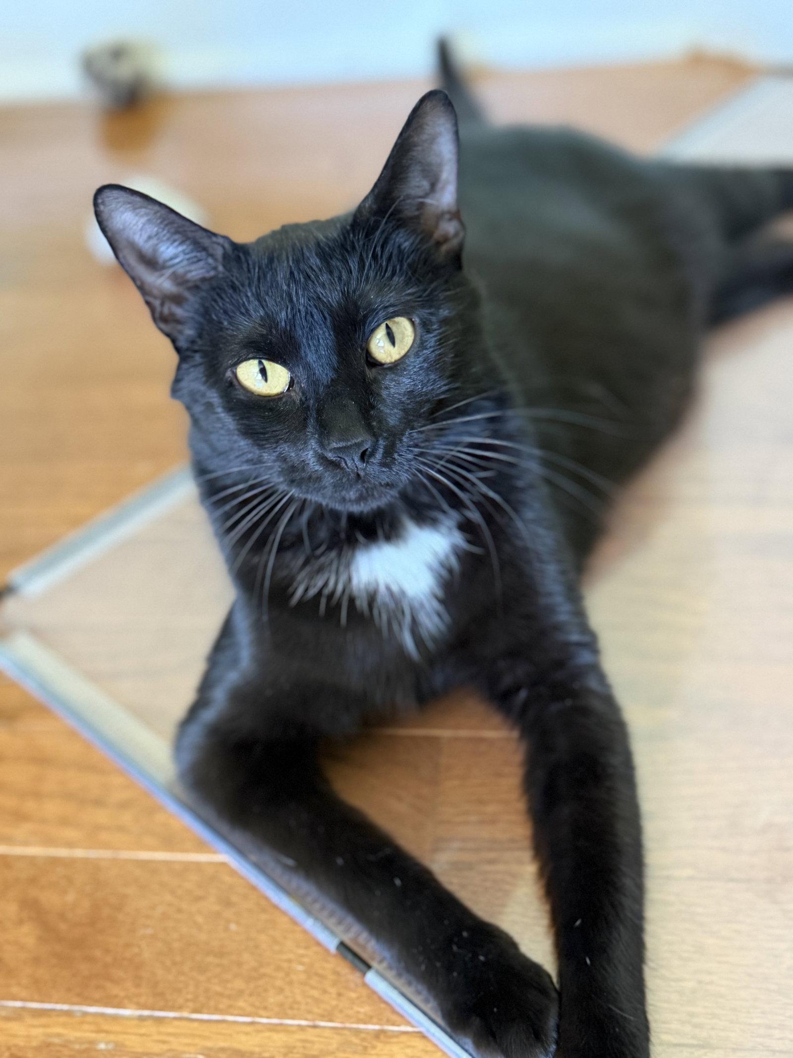 Roxie Hart, a Adoptable Domestic Short Hair in Trenton, NJ image 2/3