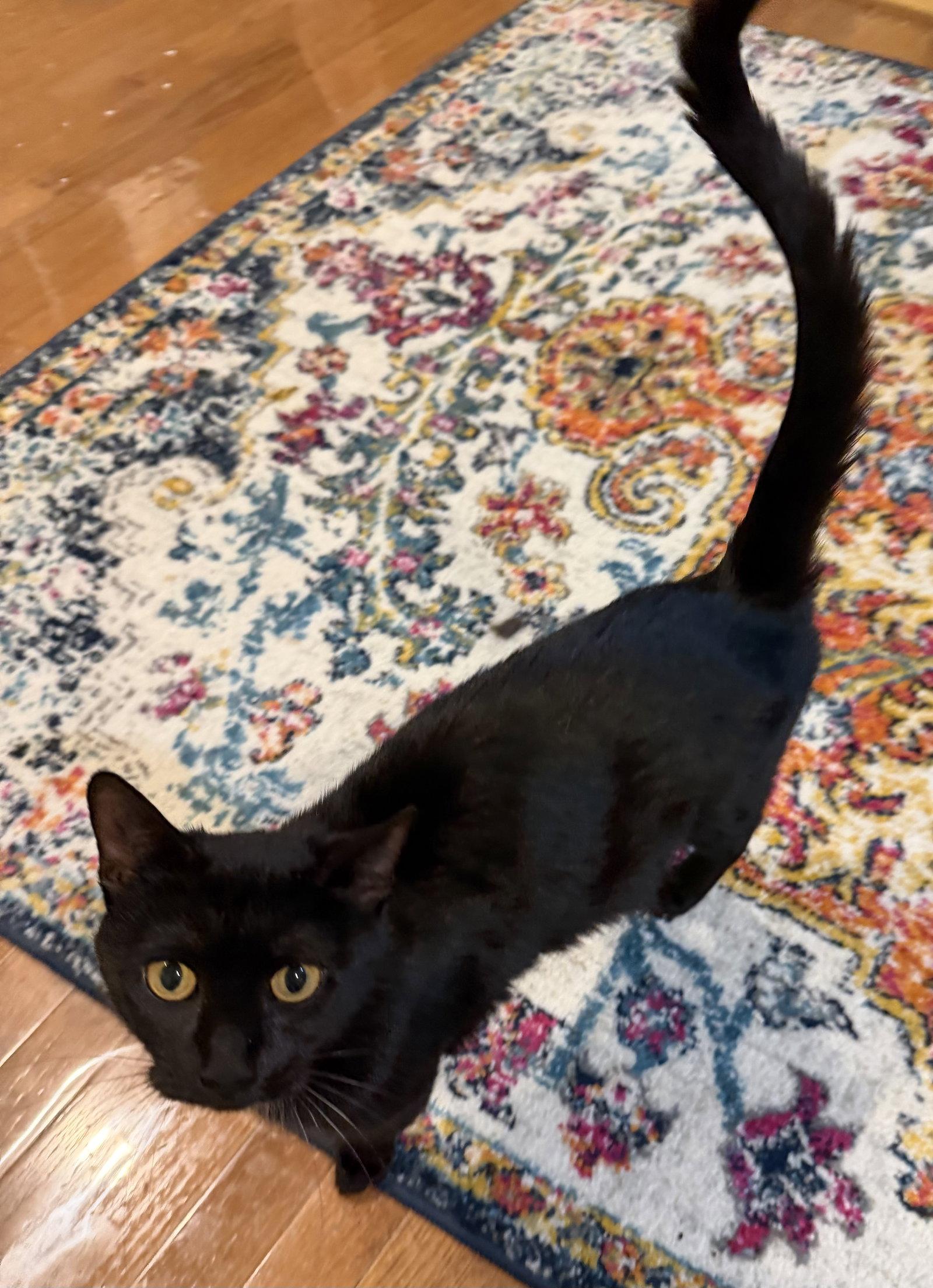 Roxie Hart, a Adoptable Domestic Short Hair in Trenton, NJ image 3/3