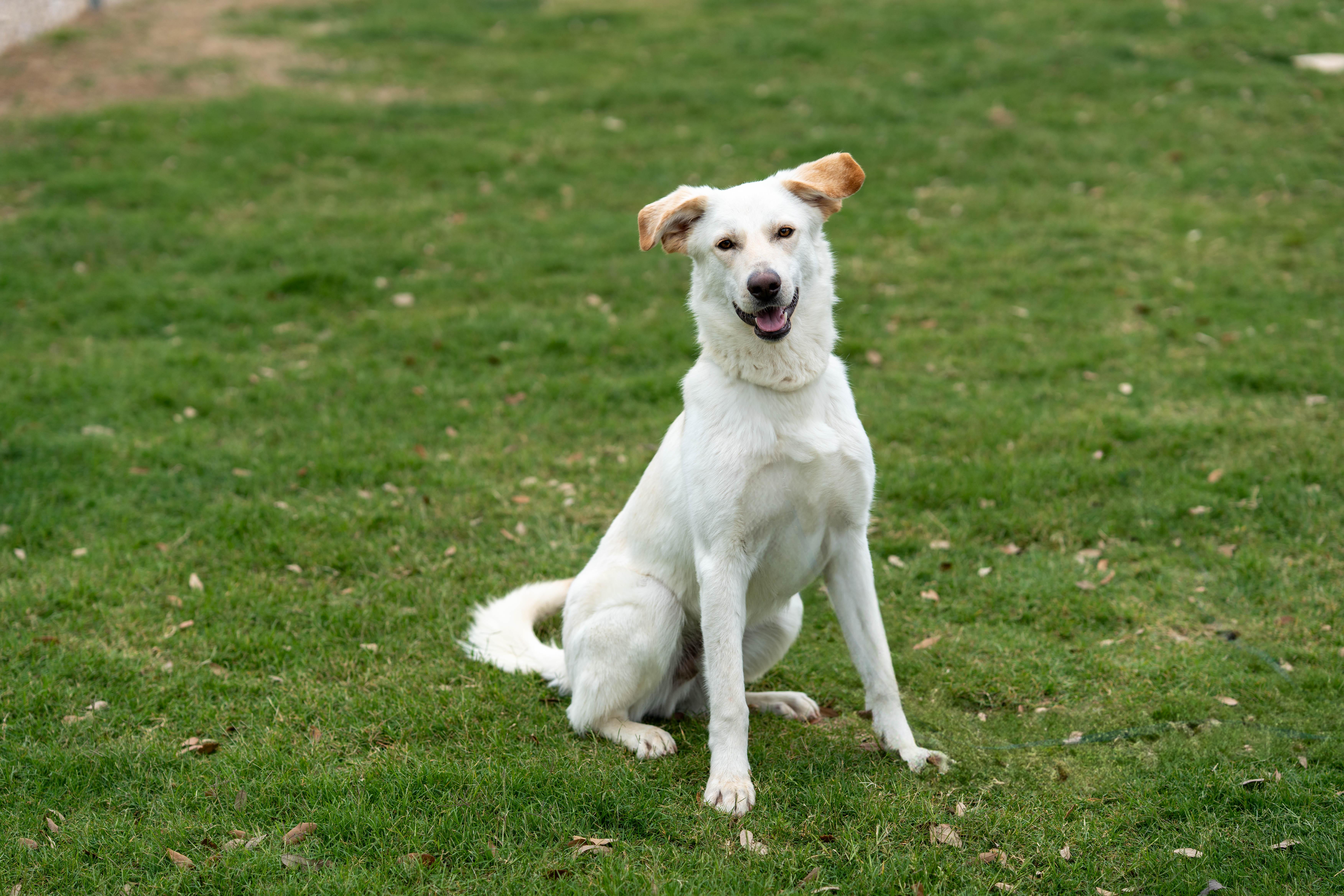 Merlin, a Adoptable mixed breed in Dripping Springs, TX image 2/2