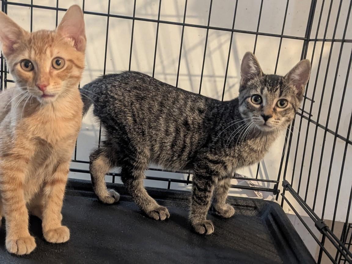Mikey and Moose, Adoptable, Kitten Male Domestic Short Hair.