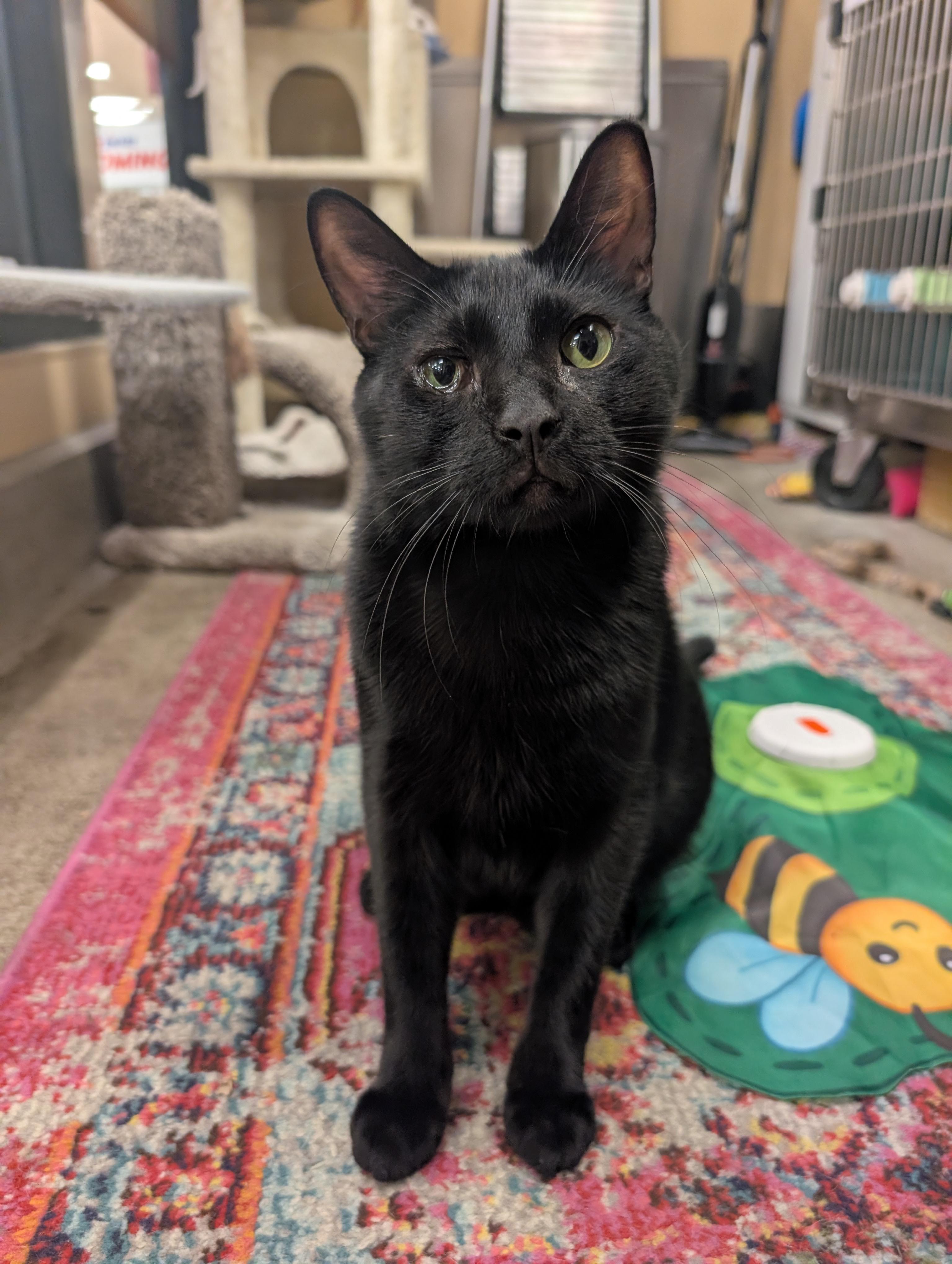 Bagheera, ADOPTABLE, Young Male Domestic Short Hair.