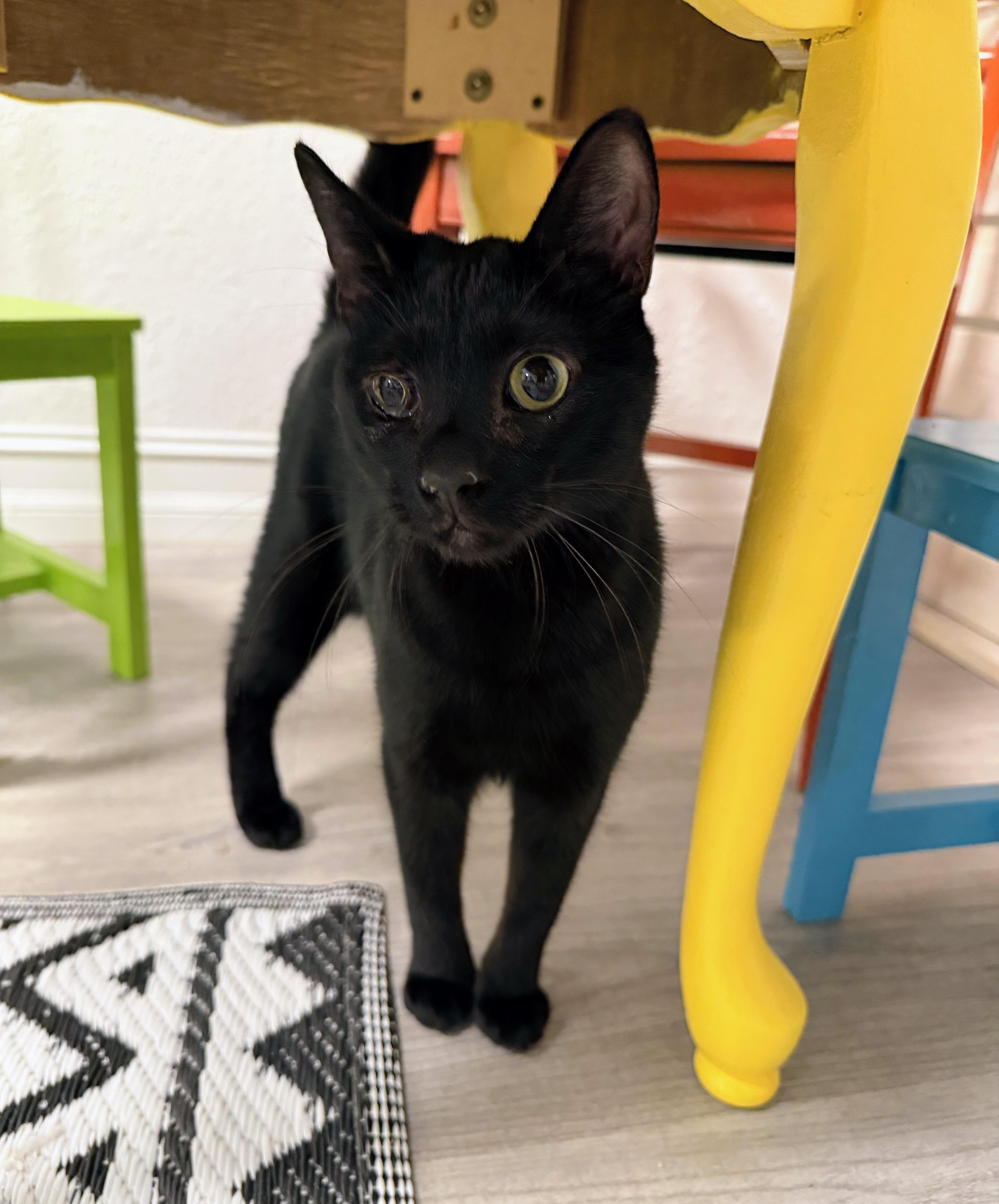 Enlarge Bagheera, a ADOPTABLE Domestic Short Hair in Palm Harbor, FL image 1/1