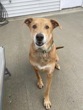Enlarge Loki - Please Read My Bio, a Adoptable mixed breed in East Brookfield, MA image 3/3