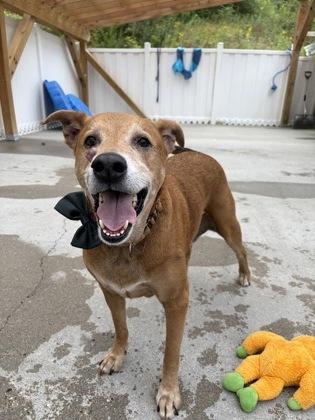 Loki - Please Read My Bio, Adoptable, Adult Male Labrador Retriever & Mixed Breed.