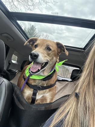 Enlarge Loki - Please Read My Bio, a Adoptable mixed breed in East Brookfield, MA image 2/3