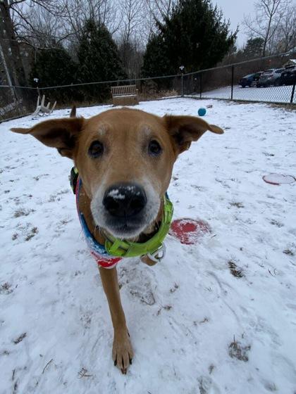 Enlarge Loki - Please Read My Bio, a Adoptable mixed breed in East Brookfield, MA image 2/2