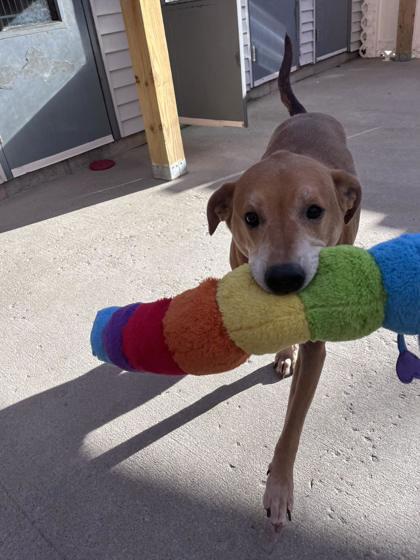 Enlarge Loki - Please Read My Bio, a Adoptable mixed breed in East Brookfield, MA image 3/3