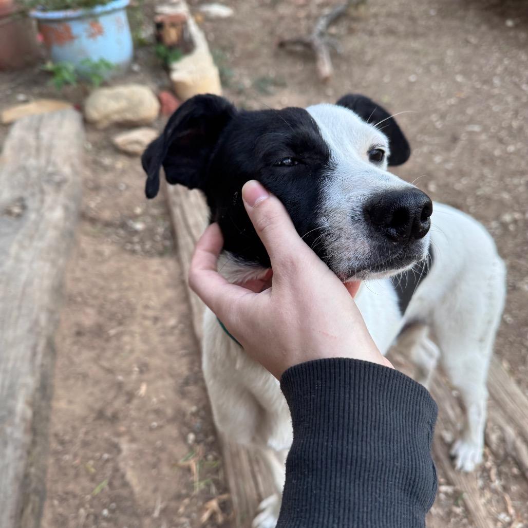Skeet, Adoptable, Young Male Rat Terrier.