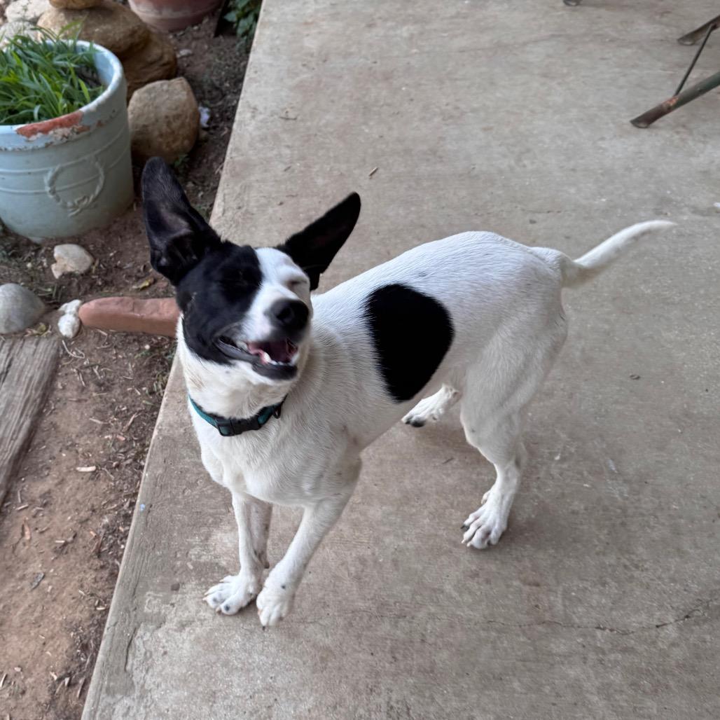 Enlarge Skeet, a Adoptable Rat Terrier in San Antonio, TX image 2/6