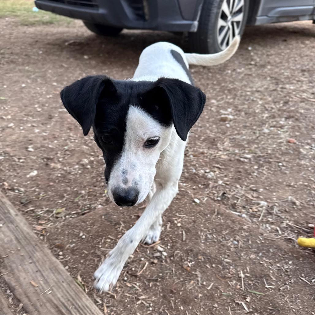 Enlarge Skeet, a Adoptable Rat Terrier in San Antonio, TX image 3/6