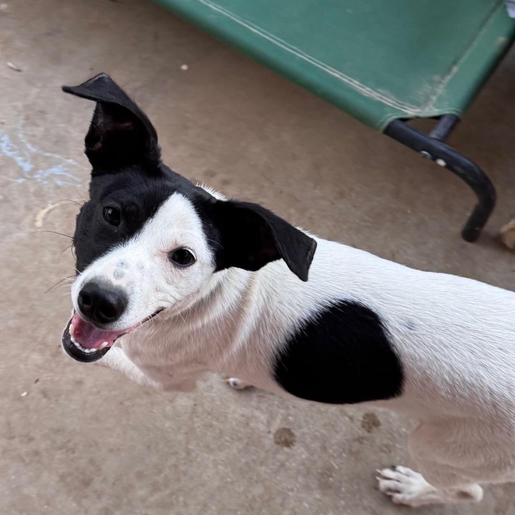 Enlarge Skeet, a Adoptable Rat Terrier in San Antonio, TX image 5/6