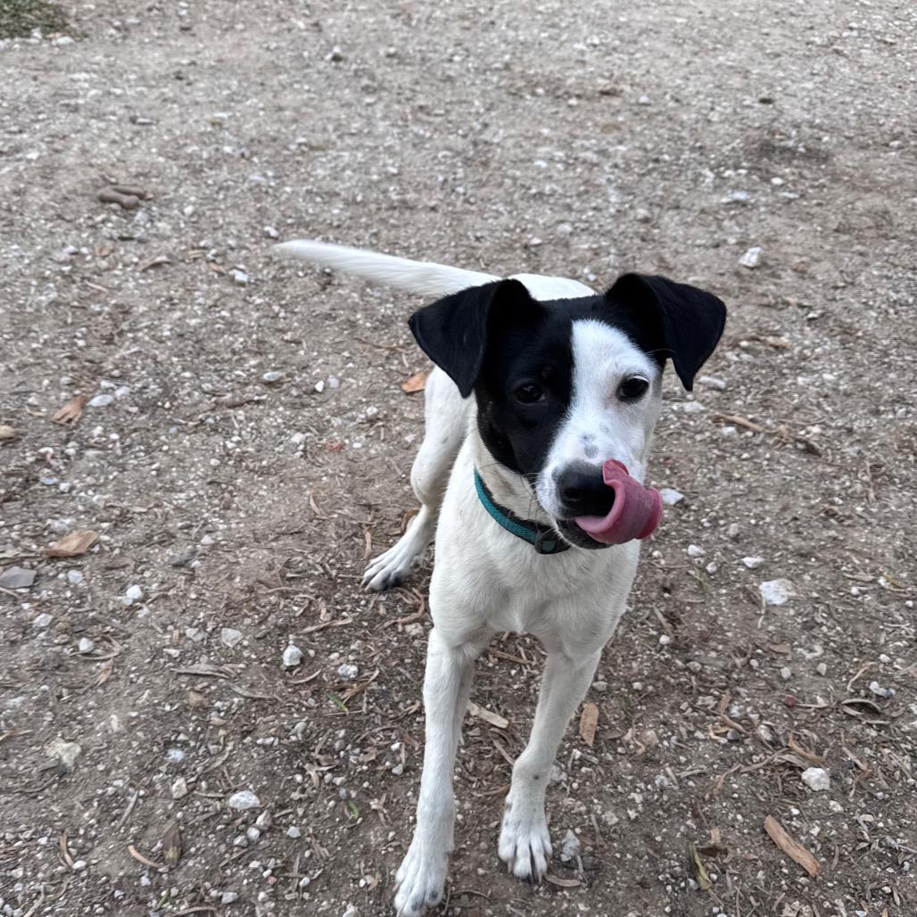 Enlarge Skeet, a Adoptable Rat Terrier in San Antonio, TX image 6/6