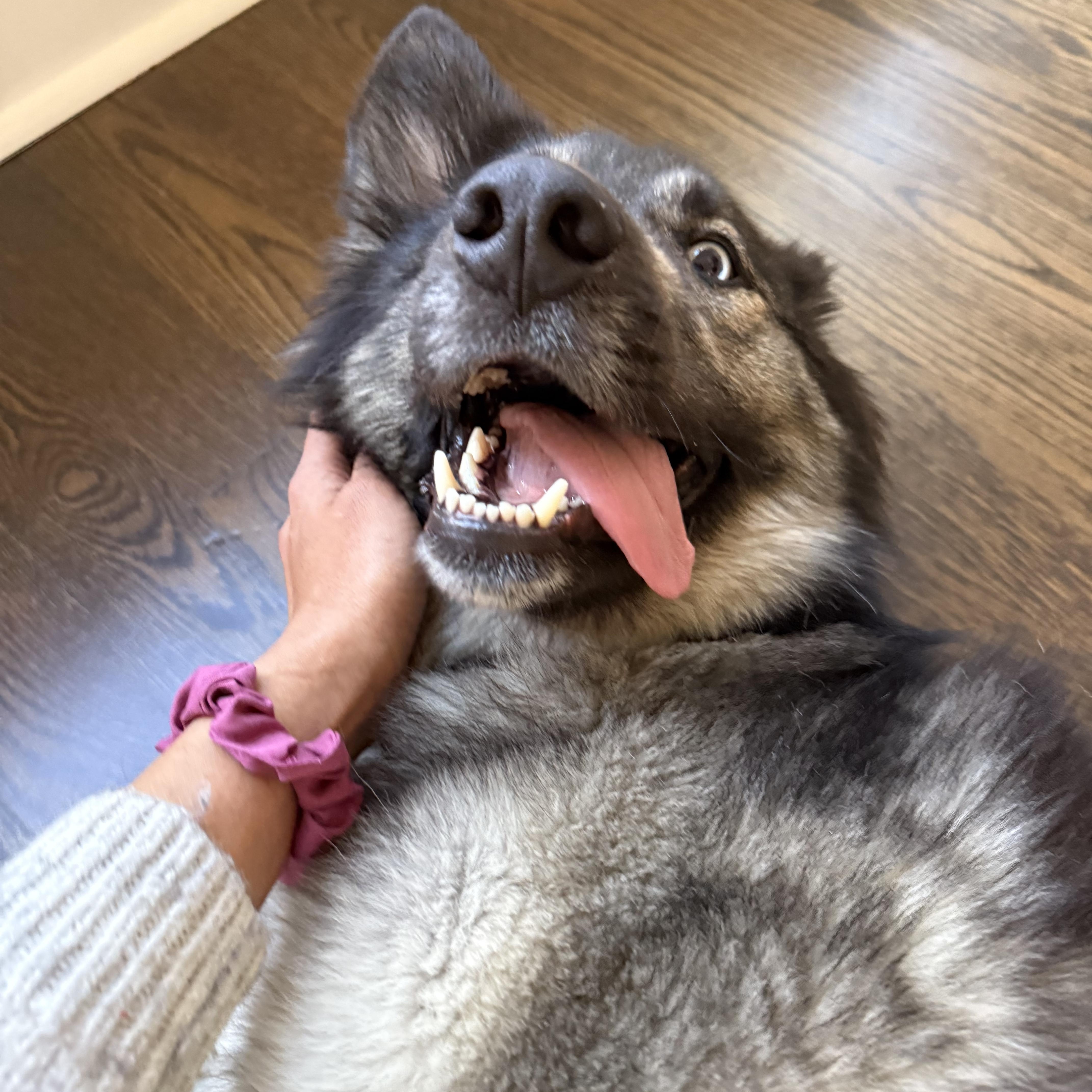 Enlarge Sol, an adopted mixed breed in Anchorage, AK image 1/1